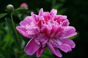 peonia