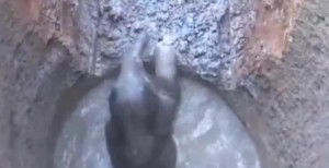 elephant falling thailand