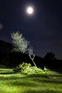 moon tree green night