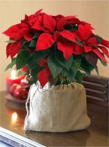 Poinsettia 1