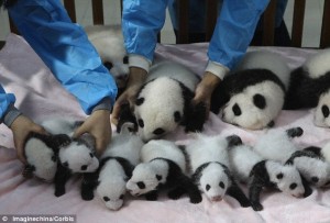 Panda cubs