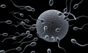 sperm