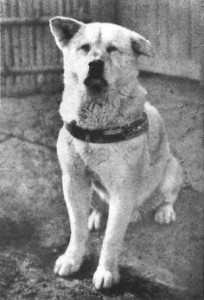 Hachiko 1